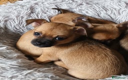 Chihuahua dogs for sale: Adorable 8 weeks old Chihuahua puppies  - Image 4