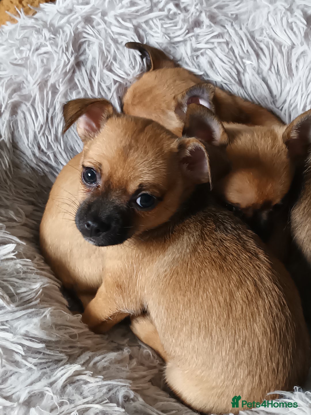 Chihuahua dogs for sale: Adorable 8 weeks old Chihuahua puppies  - Image 4