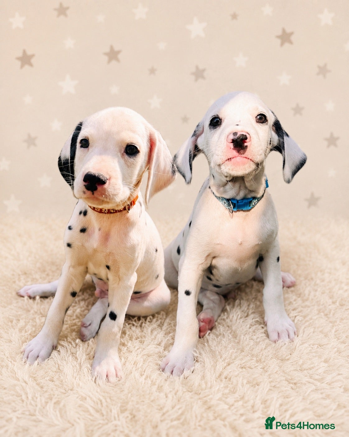 Dalmatian dogs 🖤 Ready now - two boy Dalmatian Puppies 🖤 - Advert 7