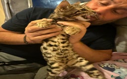 Bengal cats for sale: Full Bengal Kitten and ginger kitten for sale - Image 3