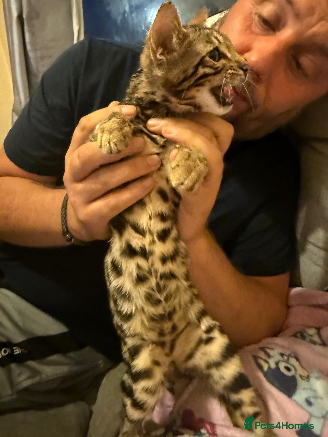 Bengal cats for sale: Full Bengal Kitten and ginger kitten for sale - Image 3