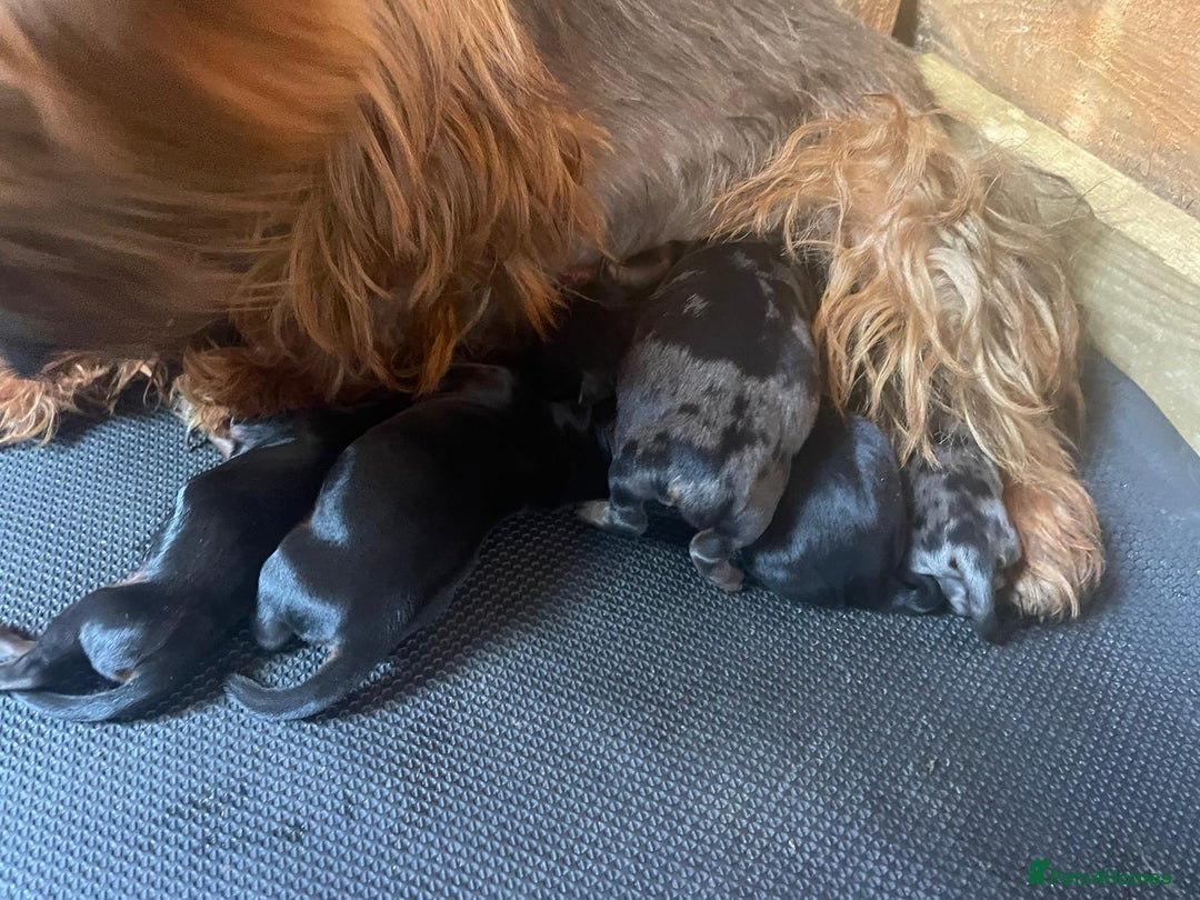 Yorkshire Terrier dogs for sale: Yorkshire terrier puppy in Taunton - Advert 4