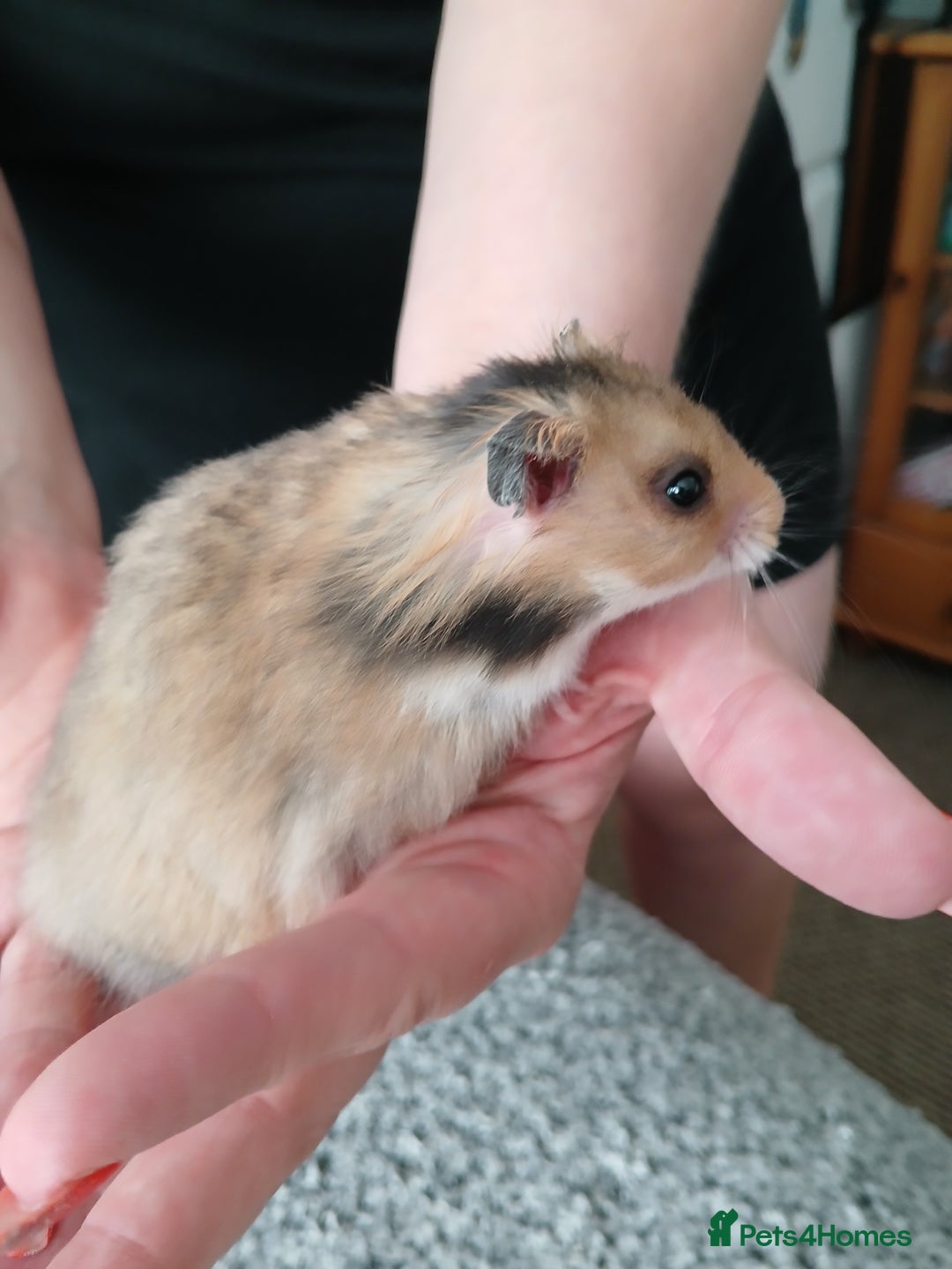 Hamster rodents for sale: Baby syrian hamsters - Image 6