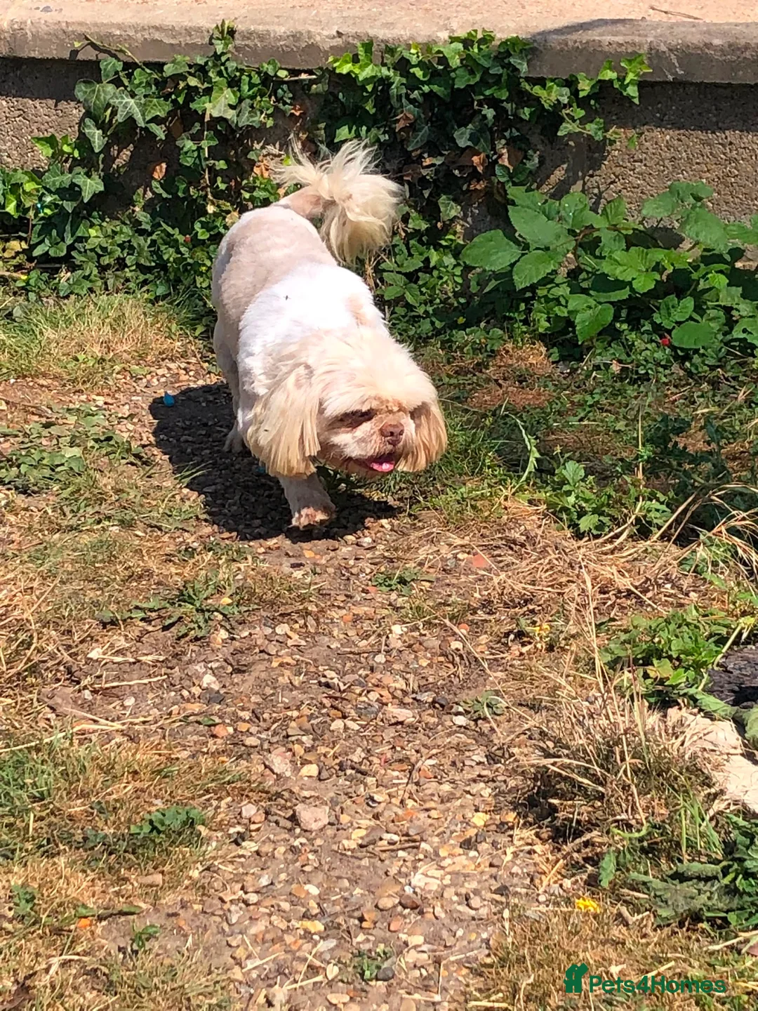 Shih Tzu dogs for sale: 2 year old male Shih Tzu  in Gravesend - Advert 3