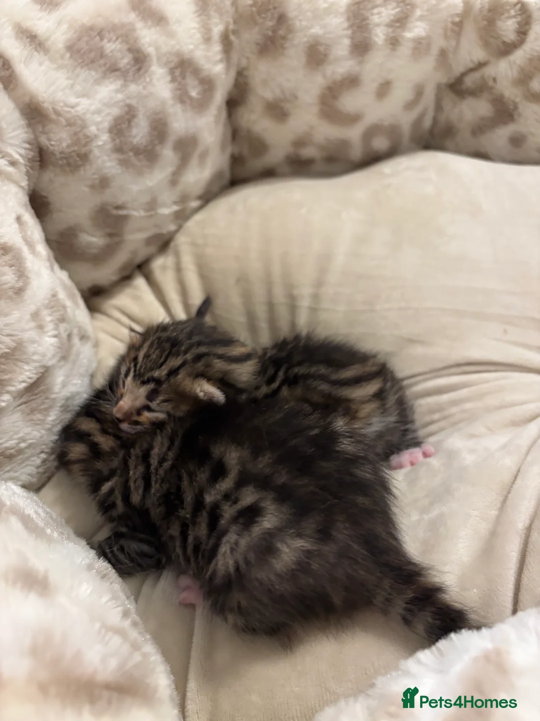 Bengal cats for sale: Bengal kittens  - Advert 3