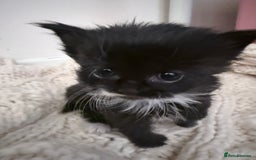 British Longhair cats for sale: X6 long for tuxedo babies - Advert 6