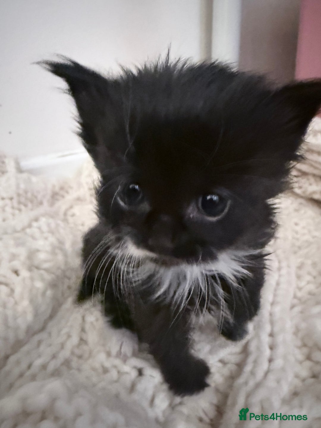 British Longhair cats for sale: X6 long for tuxedo babies - Advert 6