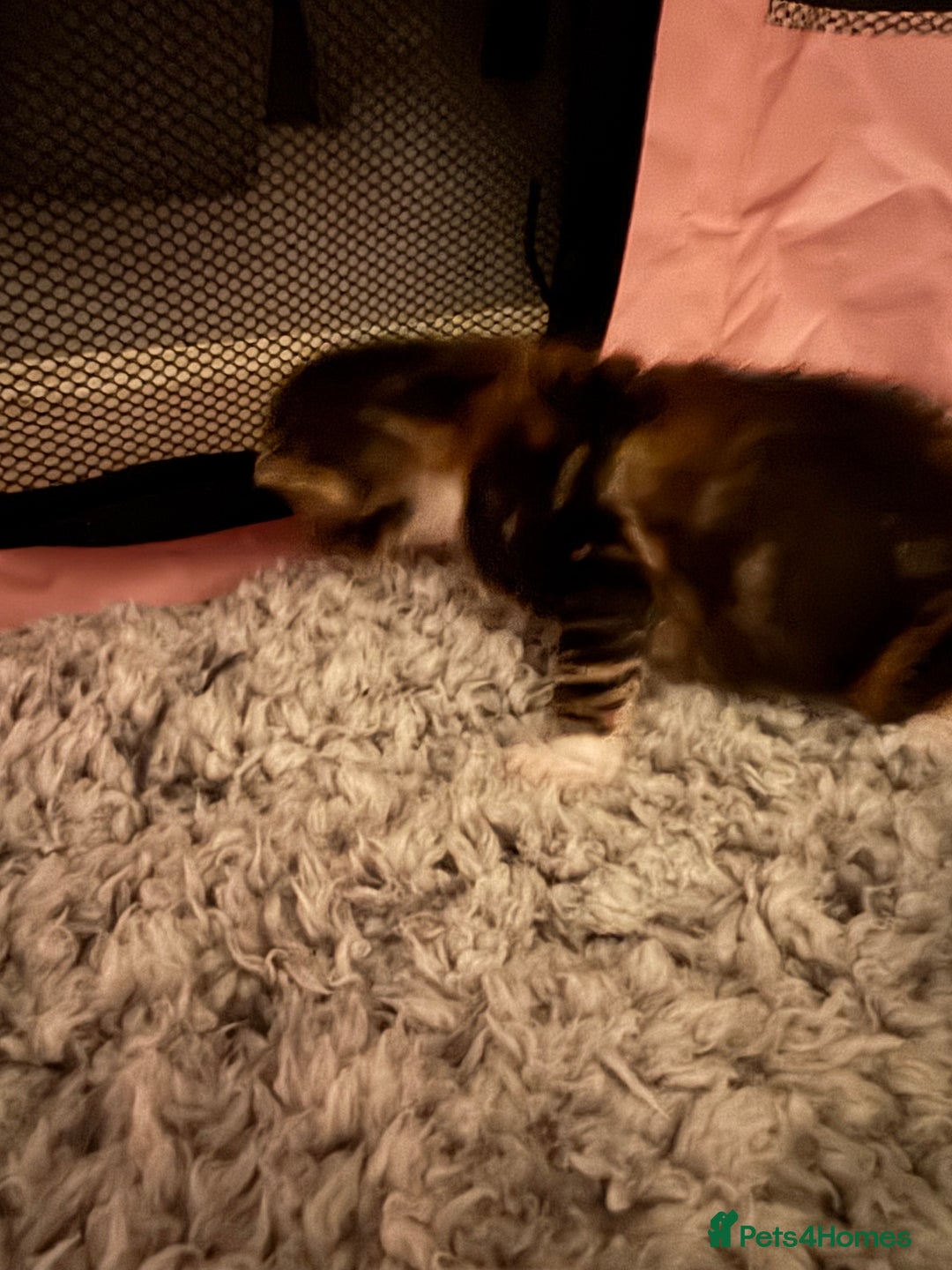 Mixed Breed cats for sale: Beautiful half Maine coon kittens  - Advert 9