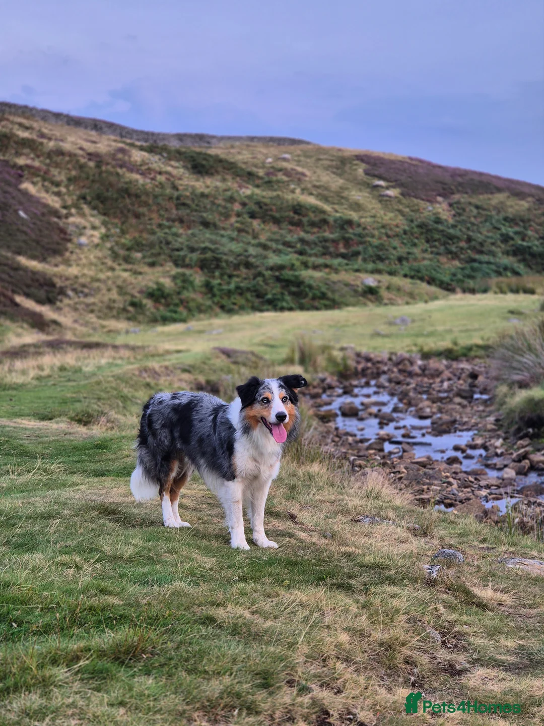 Border Collie dogs for sale: Beautiful Border Collies. Parents DNA tested.  - Advert 19