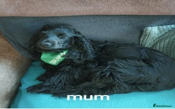 Cocker Spaniel dogs for sale: FULLY VACCINATED AND READY TO LEAVE  - Image 2