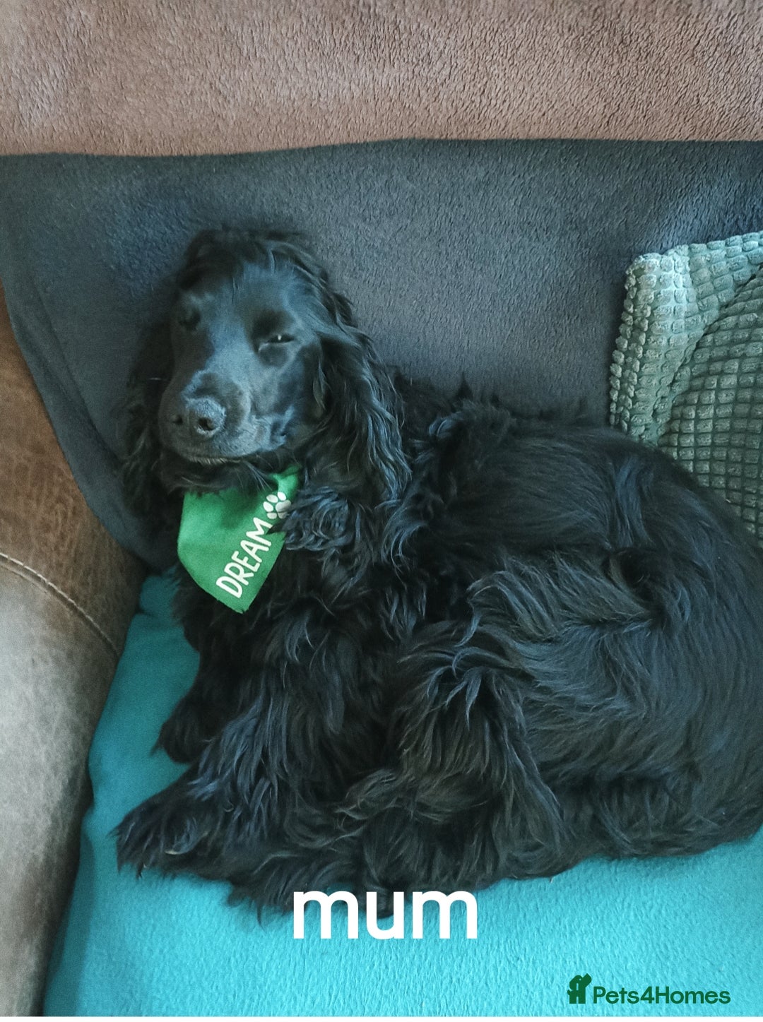Cocker Spaniel dogs for sale: FULLY VACCINATED AND READY TO LEAVE  - Image 2