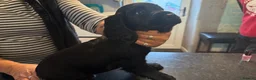 English Springer Spaniel dogs for sale: English springer spaniel puppies for sale - Advert 9