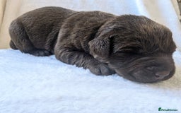 Labrador Retriever dogs for sale: Chocolate Labrador pups  - Image 10
