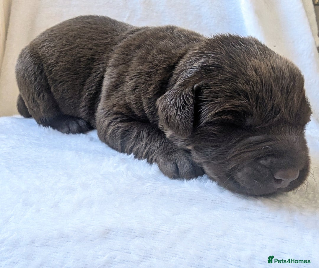 Labrador Retriever dogs for sale: Chocolate Labrador pups  - Image 10