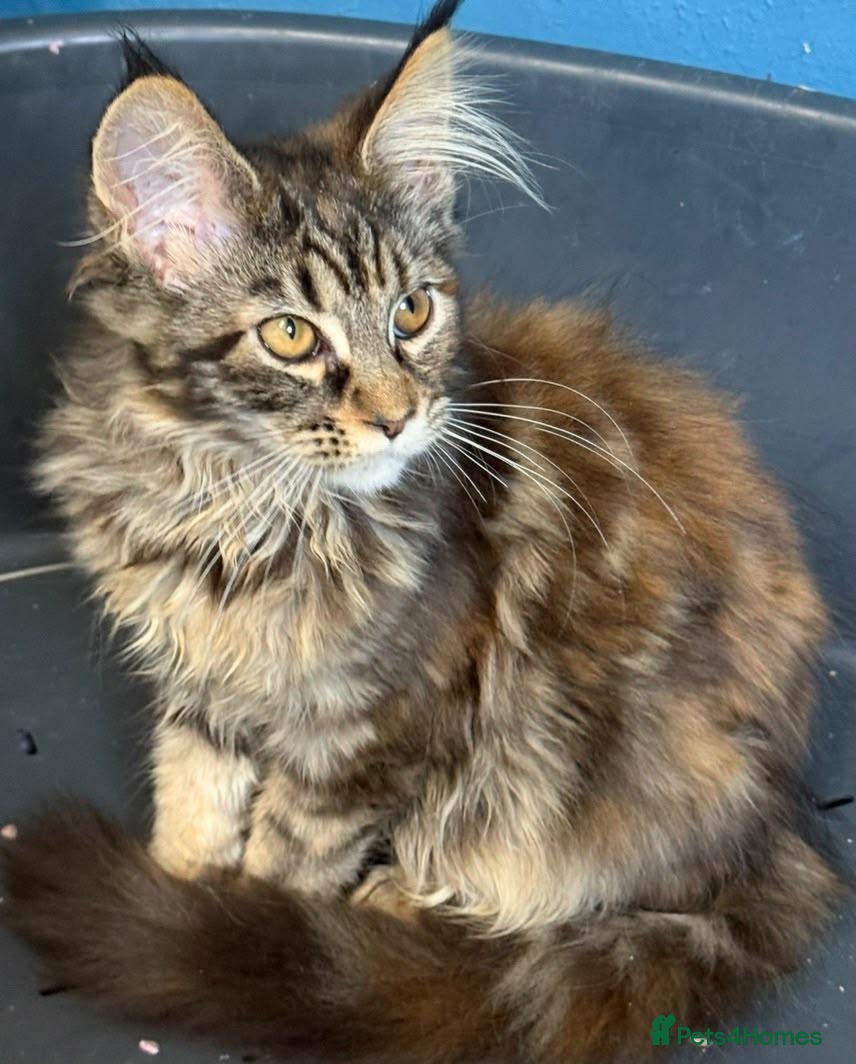 Maine Coon cats  Maine Coon Tica Reg - Advert 10