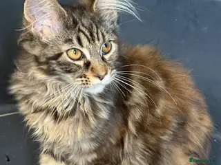 Maine Coon cats Maine Coon Tica Reg - Advert 10