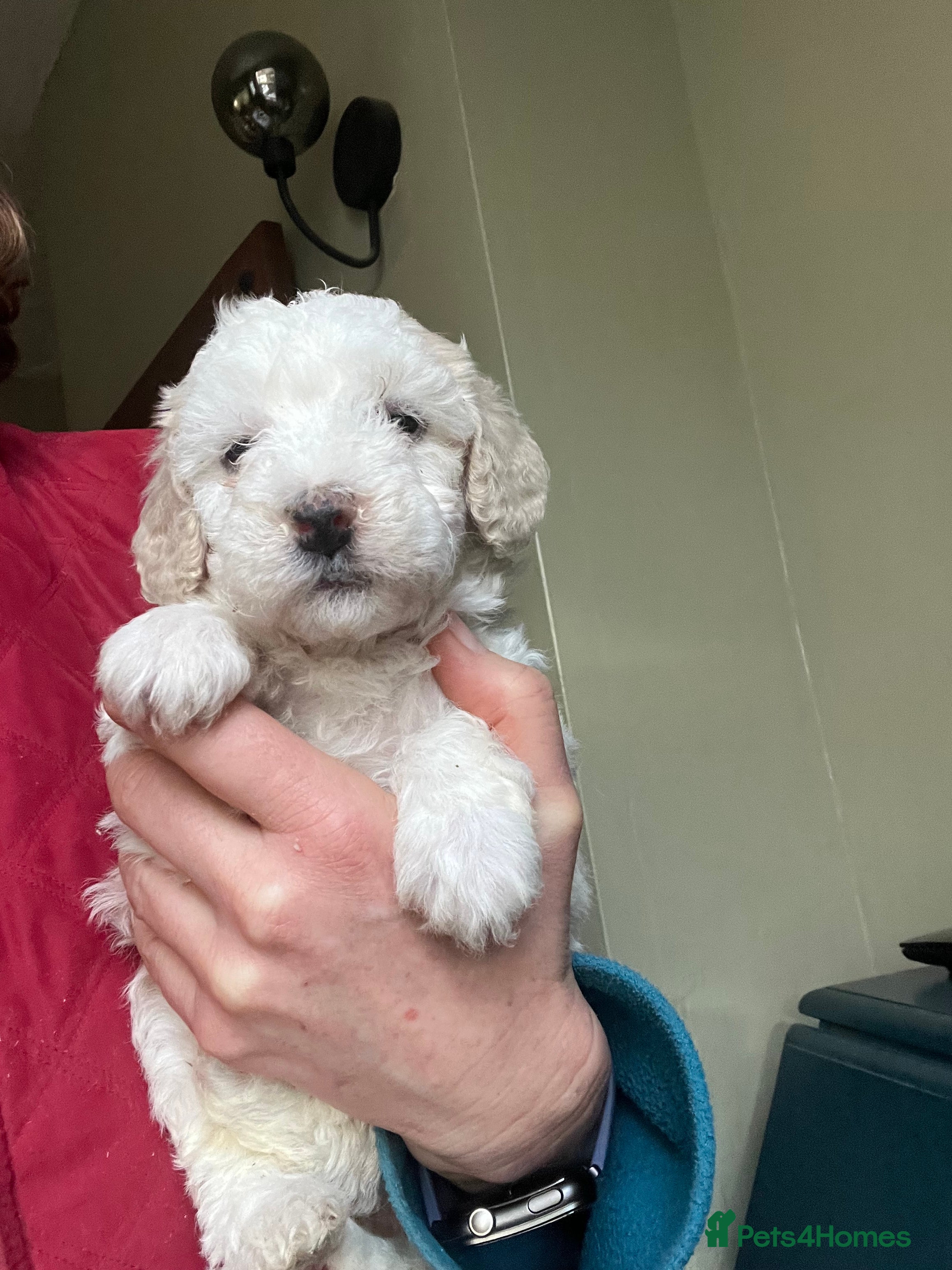 Bordoodle dogs F1b Bordoodle, DNA testing,full refund guarantee  - Advert 1