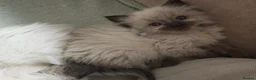 Ragdoll cats for sale: Ragdoll  - Advert 19