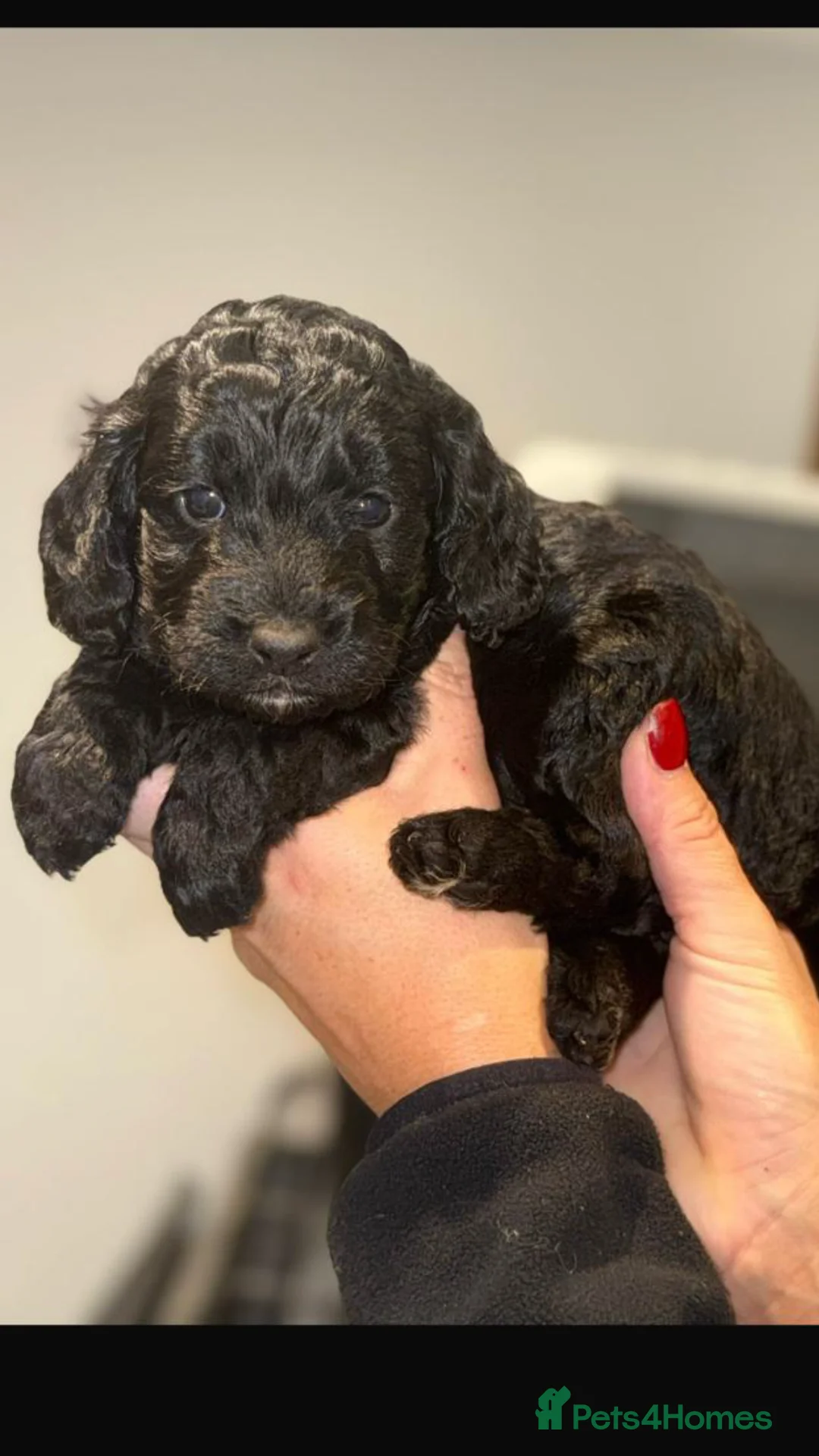 Cockapoo dogs for sale: F1 Cockapoo’s - Advert 3