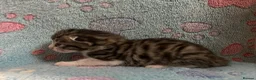 Mixed Breed cats for sale: Gorgeous Kittens For Sale - Advert 2