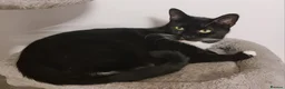 Domestic Shorthair cats for sale: Tabby black kittens in Aylesbury - Advert 9