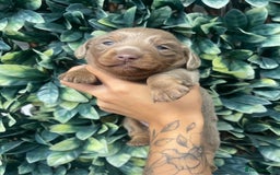 Miniature Dachshund dogs for sale: Long haired Isabella and tan miniature dachshund  - Image 17