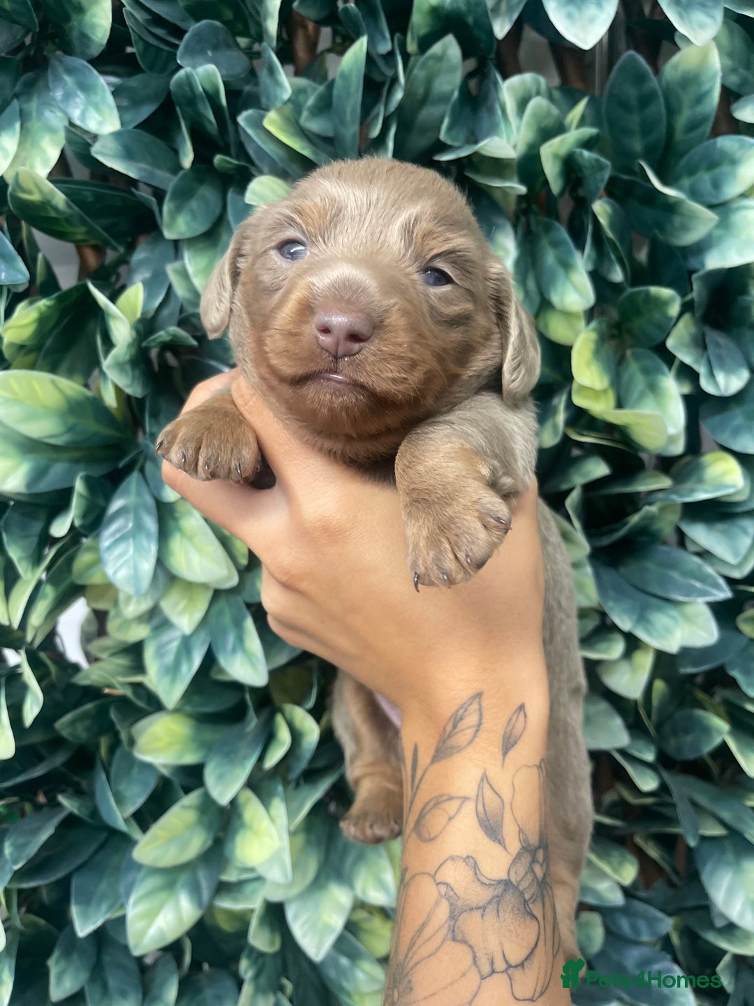 Miniature Dachshund dogs for sale: Long haired Isabella and tan miniature dachshund  - Image 17