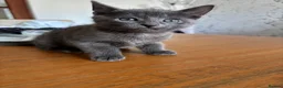 Domestic Shorthair cats for sale: Beautiful grey kittens available from 15 February  - Advert 16