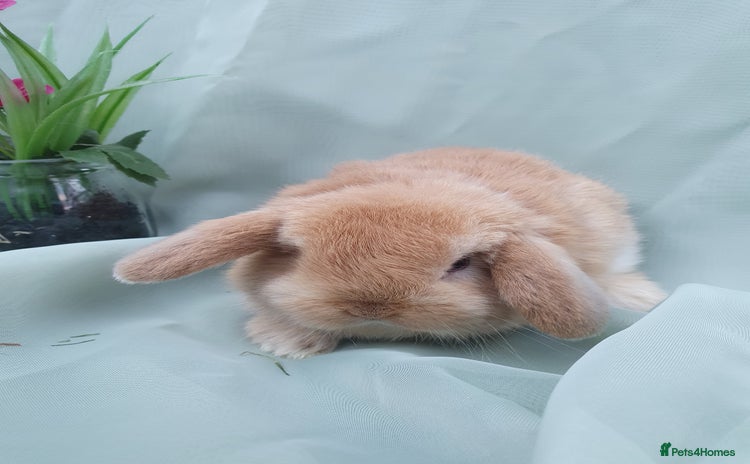 Mini Lop rabbits - Advert 6