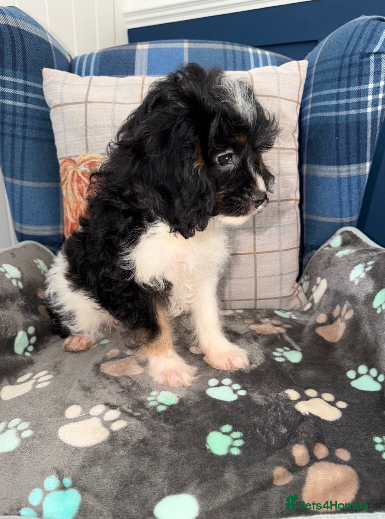Cavapoo dogs 💜💖One Stunning Tri Colour Cavapoo Girl🩷💜 - Advert 2