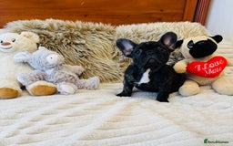 French Bulldog dogs for sale: 🏆KC registered, Standard French Bulldog Puppies🏆 - Image 28