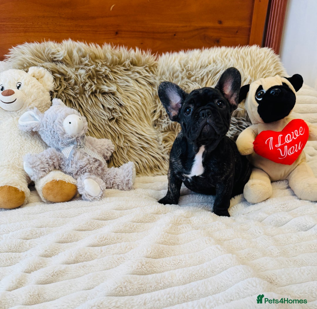 French Bulldog dogs for sale: 🏆KC registered, Standard French Bulldog Puppies🏆 - Image 28