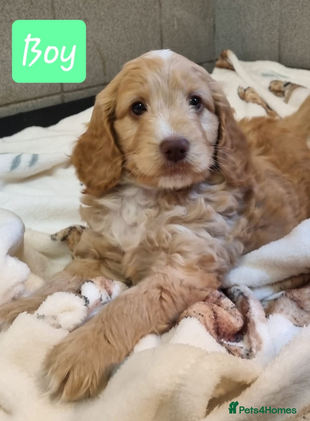 Cockapoo dogs for sale: Cockapoo puppies - Advert 10