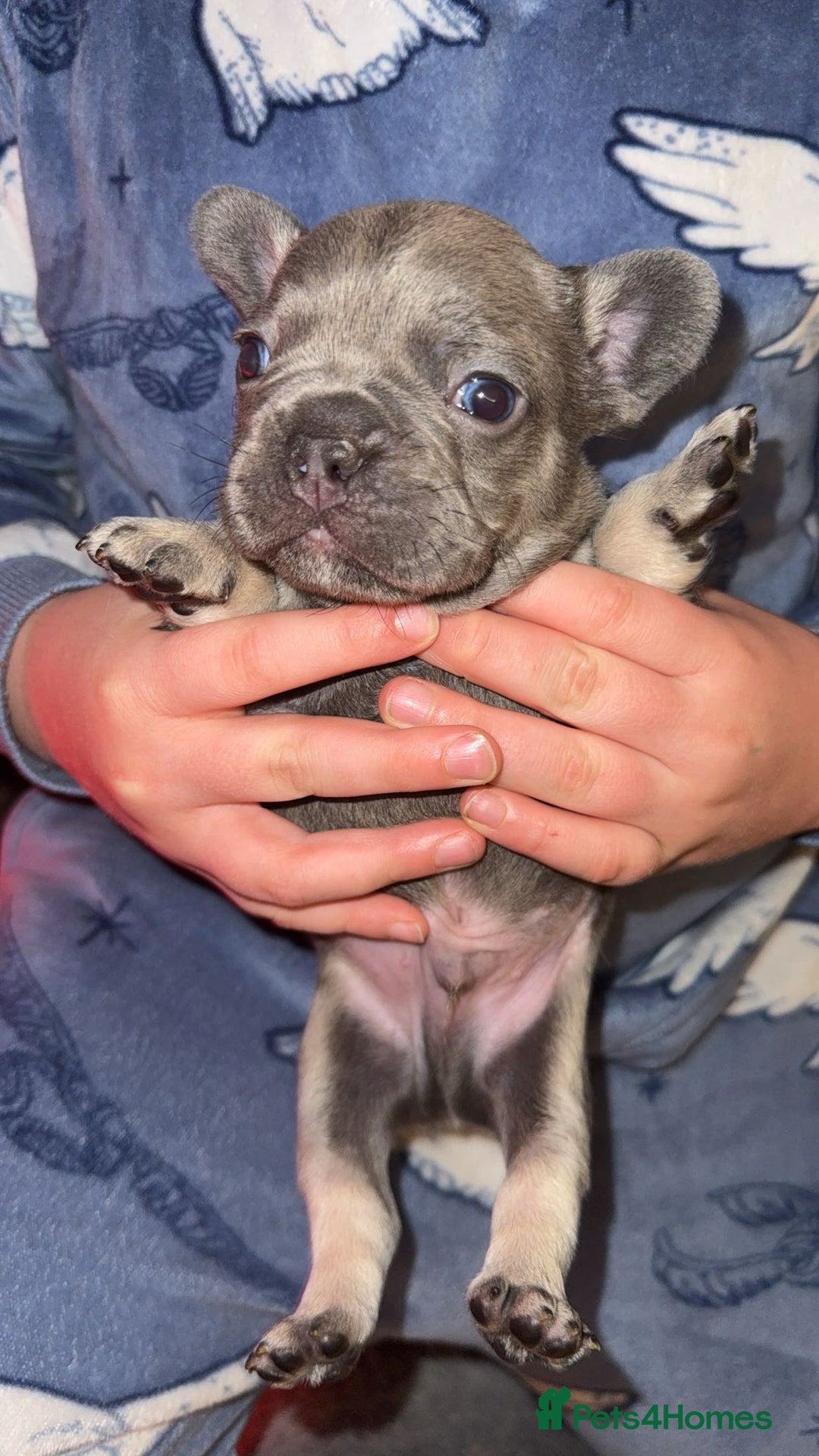 French Bulldog dogs for sale: French bull dog puppy’s  - Advert 14
