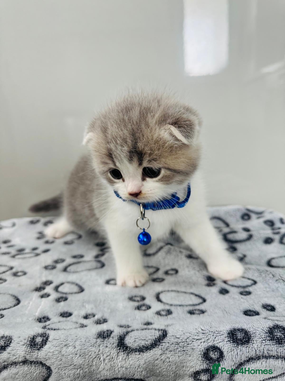 Scottish Fold cats 🐾 BEAUTIFUL SCOTTISH FOLD KITTENS – £695 EACH 🐾 - Advert 2