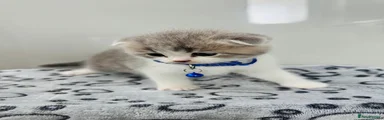 Boy 1