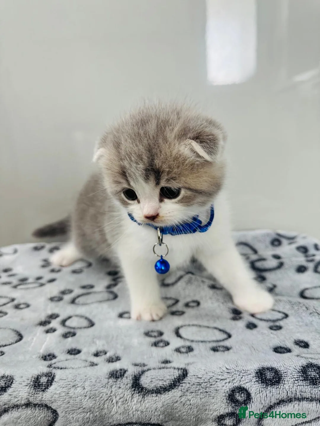 Scottish Fold cats for sale: 🐾 BEAUTIFUL SCOTTISH FOLD KITTENS – £695 EACH 🐾 in Ilford - Advert 2