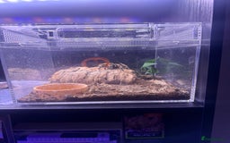 Tarantulas invertebrates for sale: TARANTULAS FOR SALE  - Image 3