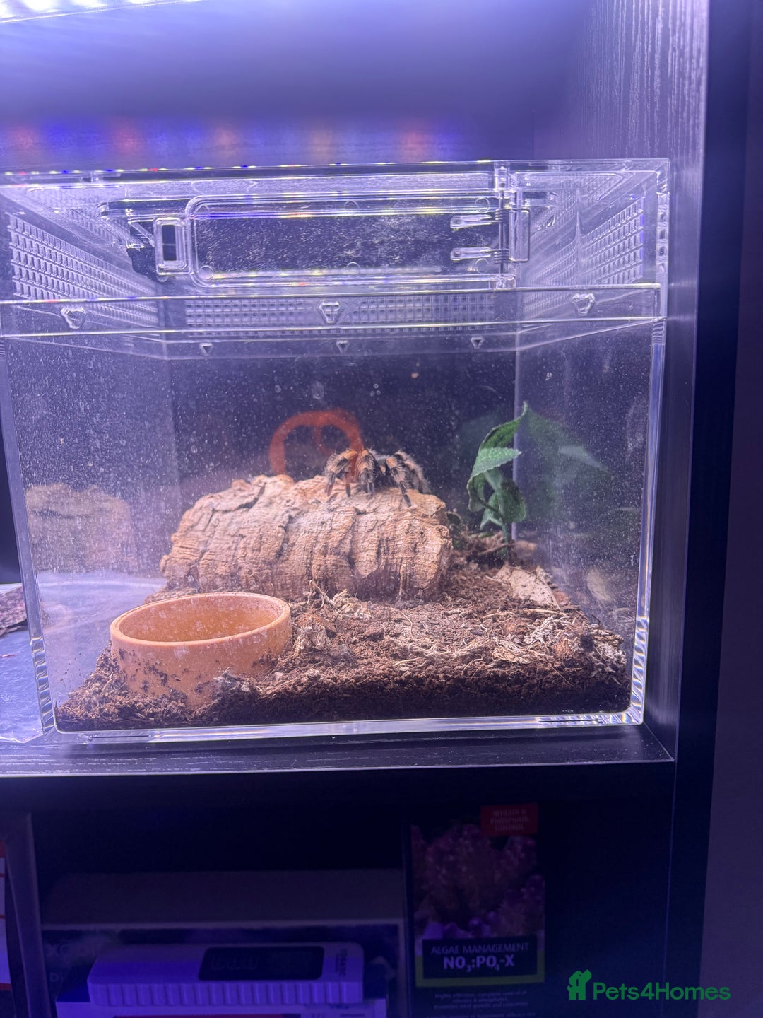 Tarantulas invertebrates for sale: TARANTULAS FOR SALE  - Image 3