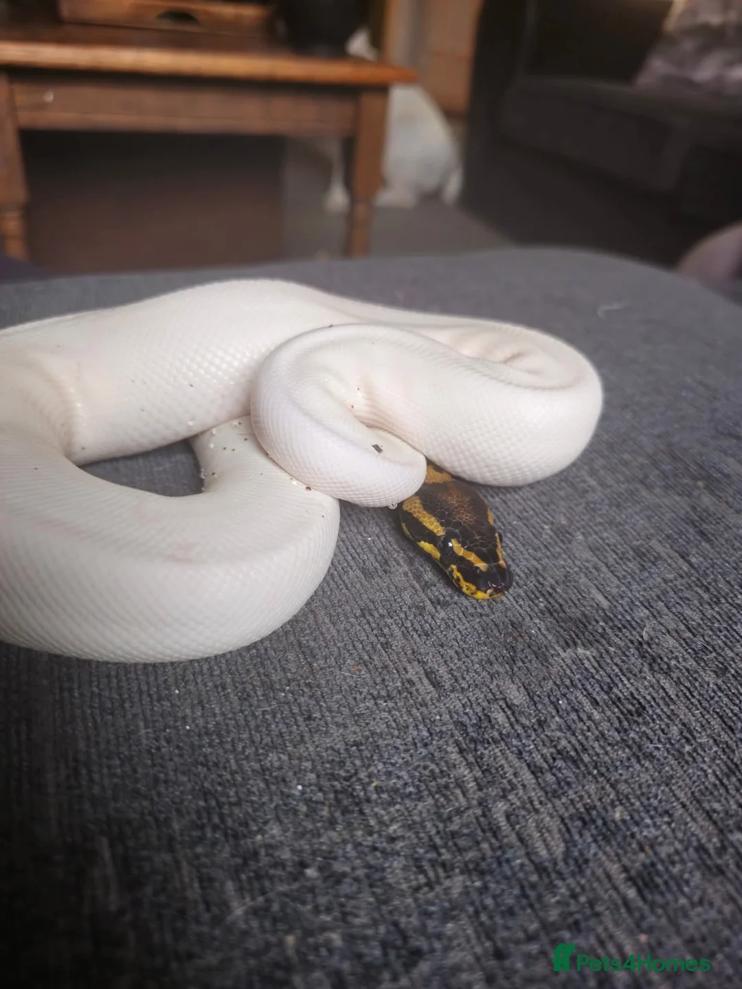 Snake reptiles for sale: Male Ball python  - Advert 3