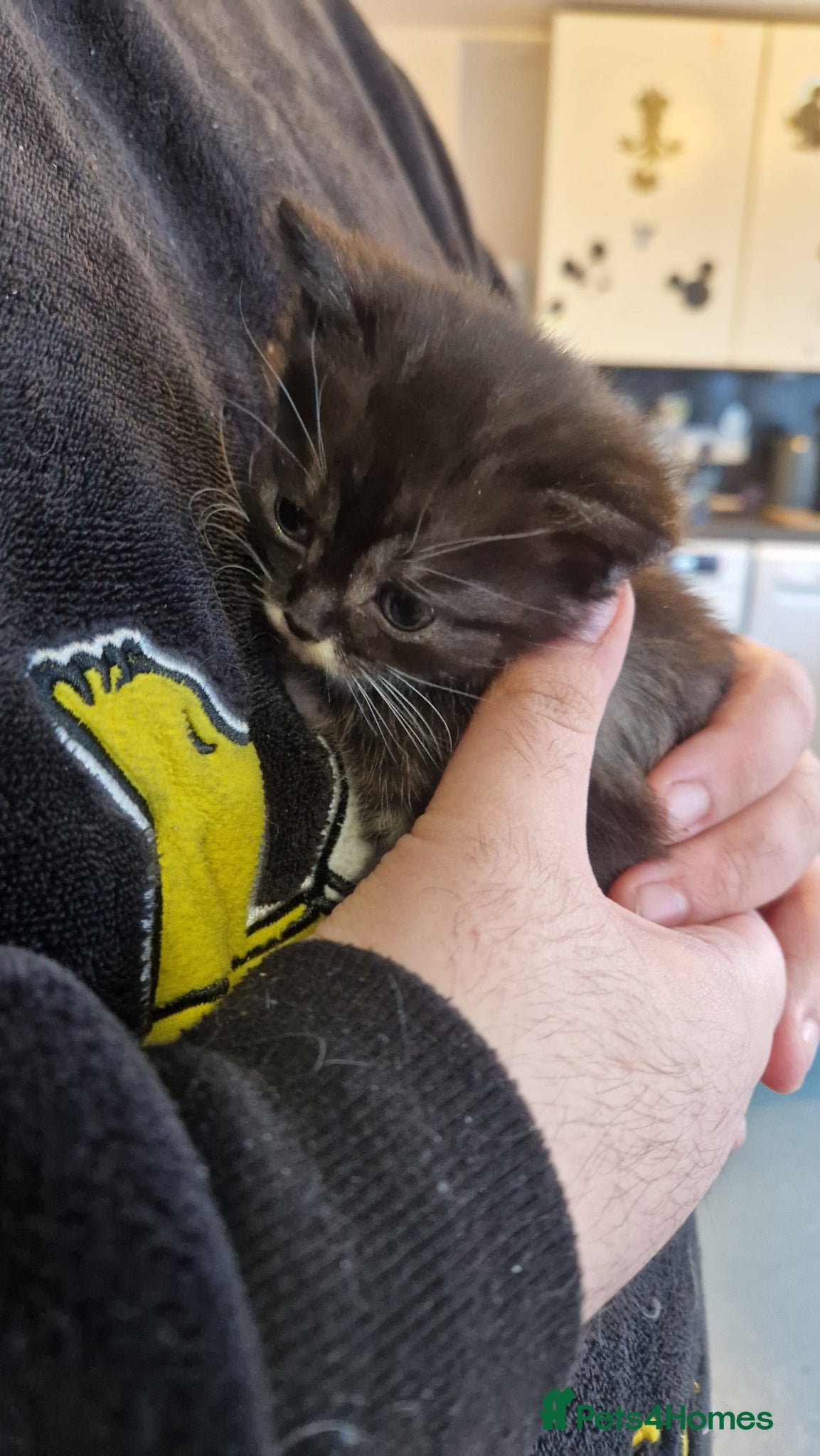 British Longhair cats She cross Norwegian kittens  - Advert 15