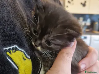 British Longhair cats She cross Norwegian kittens - Advert 15