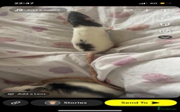 Rat rodents for sale: 3 Bonded Female rats - Image 2