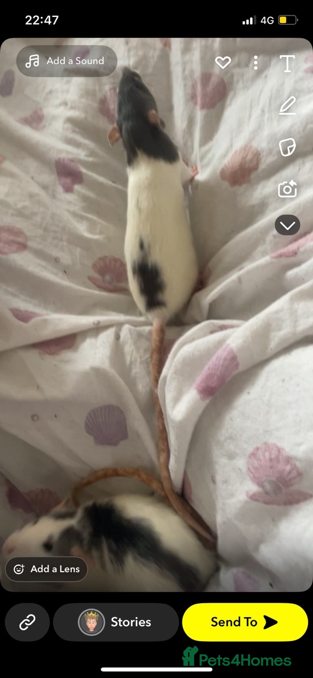 Rat rodents for sale: 3 Bonded Female rats - Image 2