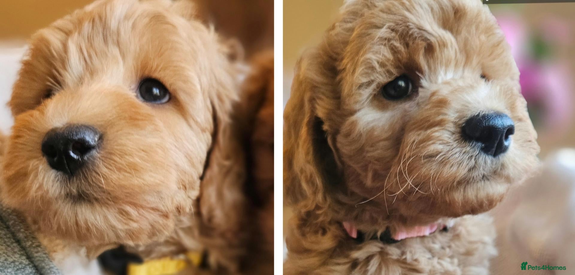 Cockapoo dogs Ready for loving homes licensed, cockapoo girls  - Advert 1