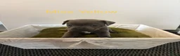 Staffordshire Bull Terrier dogs for sale: Beautiful K.C Staffordshire bull terrier puppies - Advert 16