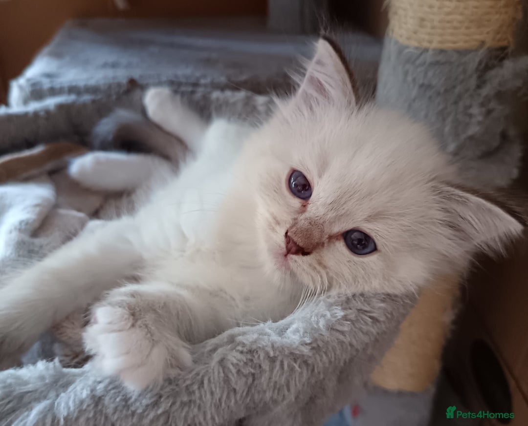 Ragdoll cats for sale: ***Ready Now Ragdoll Boys Ready For New Homes. - Image 7