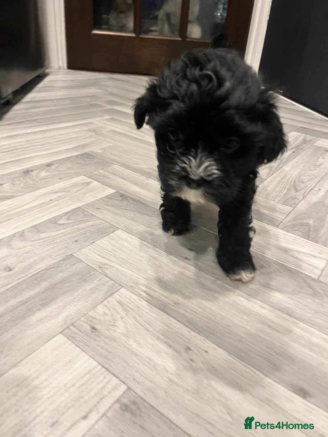 Mixed Breed dogs for sale: Maltese cross Chinese crested puppies for sale - Advert 12