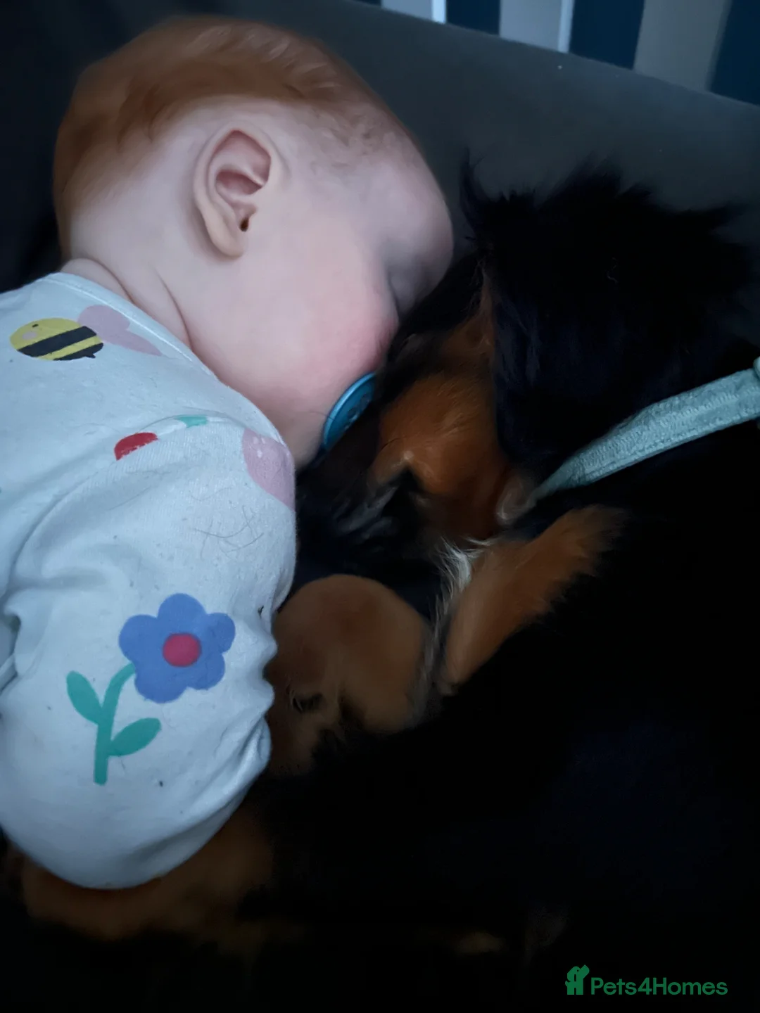 Mixed Breed dogs for sale: Poppy - Advert 7