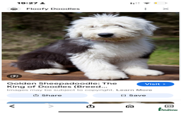Old English Sheepdog dogs for sale: Outstanding Old English Sheepdog - Image 15